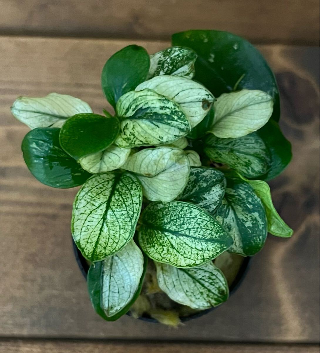 アヌビアス ナナ ピーコック