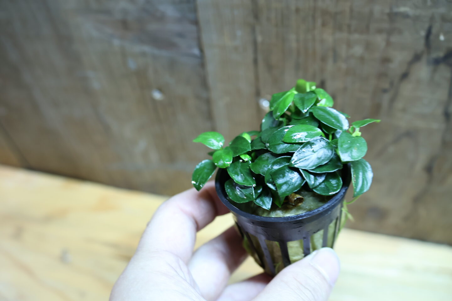 アヌビアス ナナ ペッチー ナノ