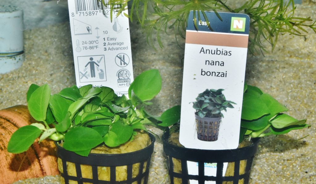 アヌビアス ナナ ボンサイ