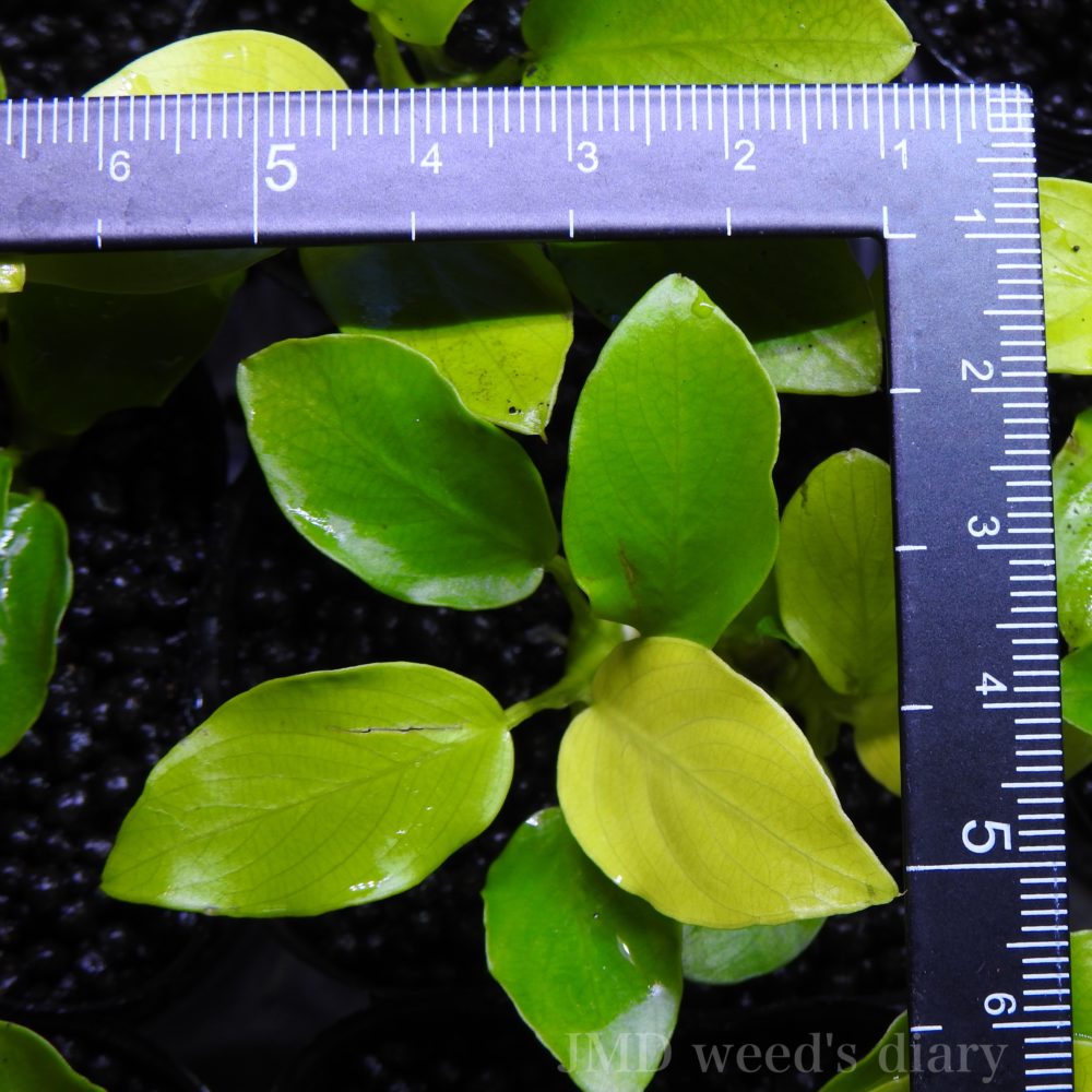 アヌビアス ナナ ミニ