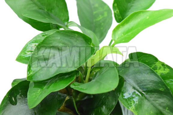 アヌビアス ナナ リンクルリーフ