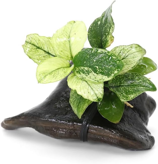 アヌビアス ナナ 斑入り