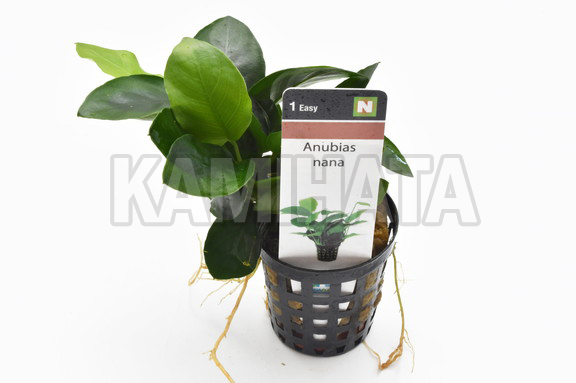 アヌビアス ナナ AL