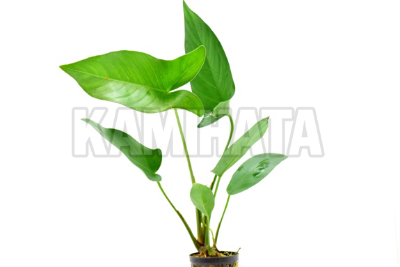 アヌビアス ハスティフォリア