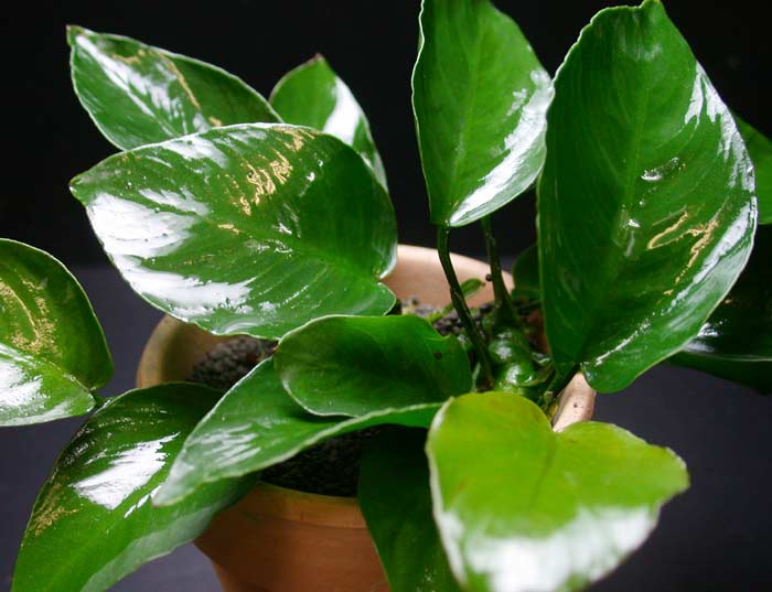 アヌビアス バルテリー エメラルドブルーム