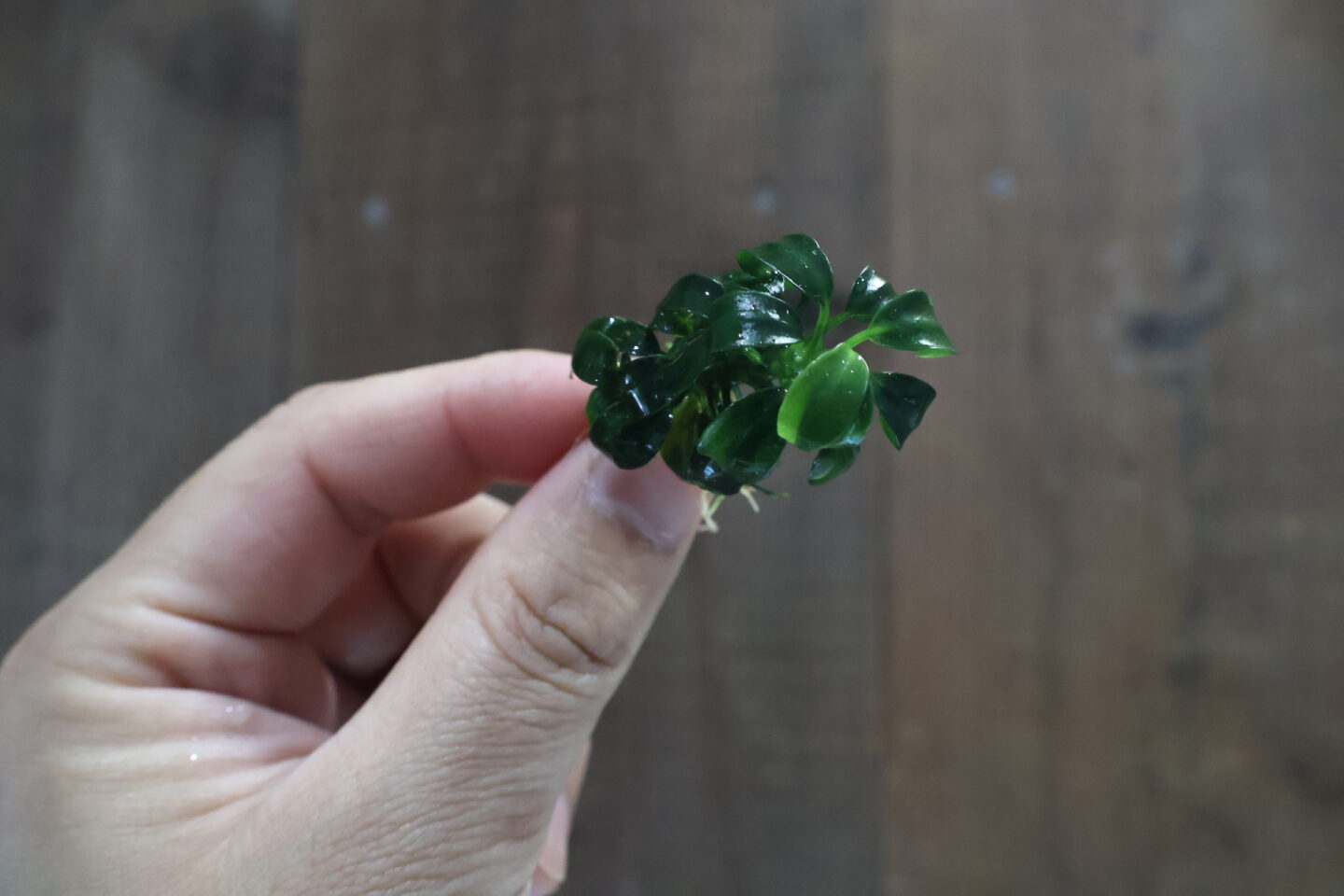 アヌビアス バルテリー オリエンタルグリーン