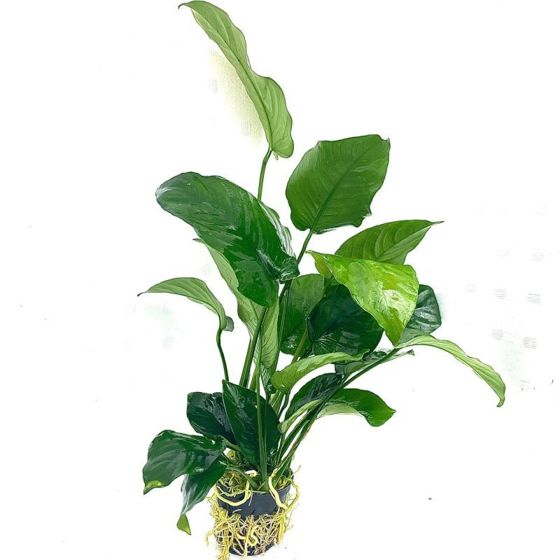 アヌビアス バルテリー カラディフォリア