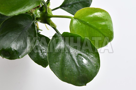 アヌビアス バルテリー コインリーフ