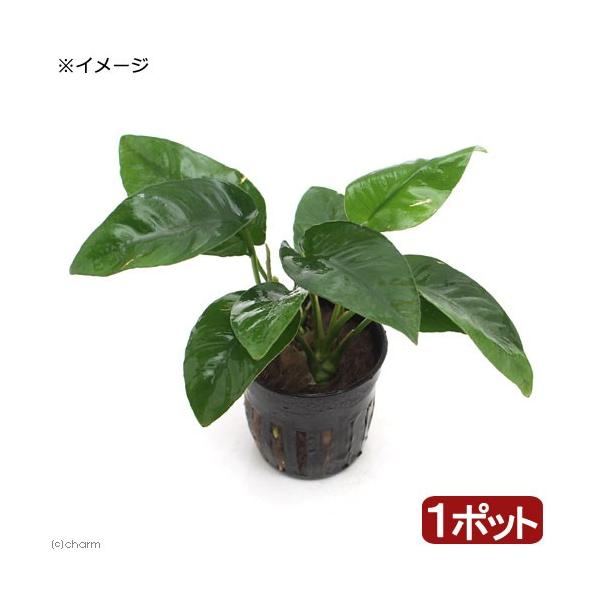 アヌビアス バルテリー ストライプ