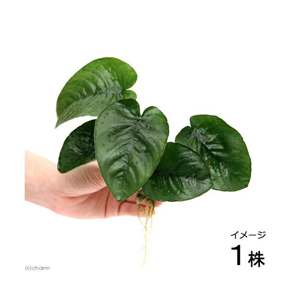 アヌビアス バルテリー バタフライ