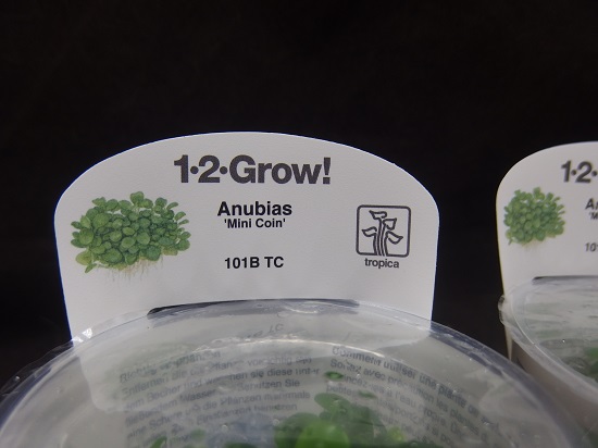 アヌビアス バルテリー ミニコイン