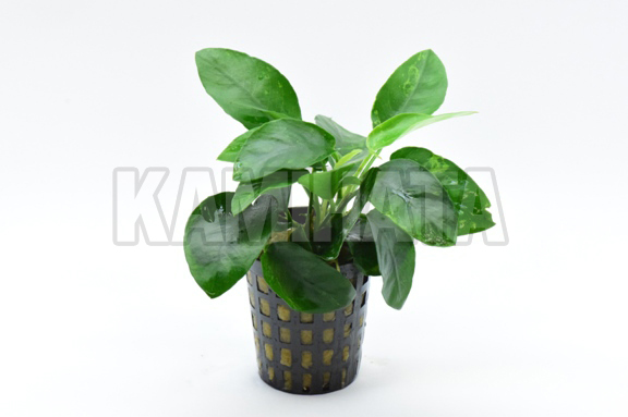 アヌビアス バルテリー リンクルリーフ