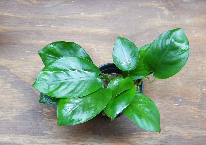 アヌビアス バルテリー レインフォレスト