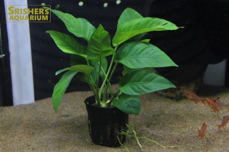 アヌビアス バルテリー AL