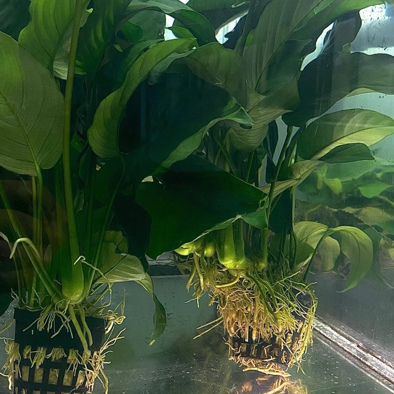 アヌビアス バルテリー VAR グラブラ斑入り