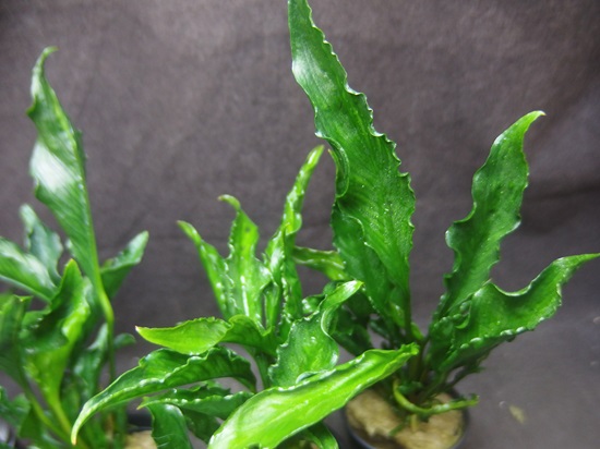 アヌビアス ヘテロフィラ