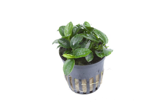 アヌビアス ペッチー