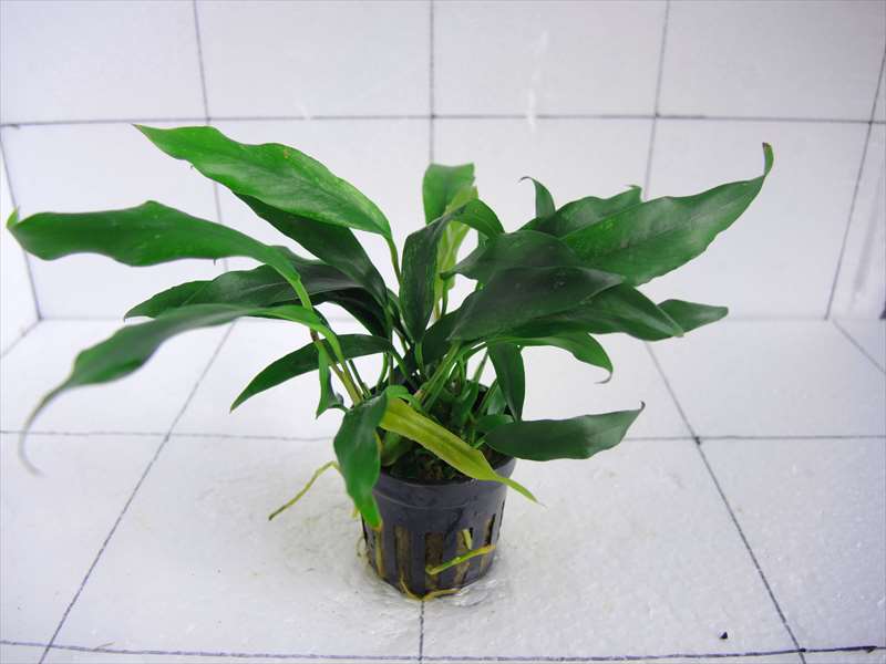 アヌビアス ミニマ 斑入り