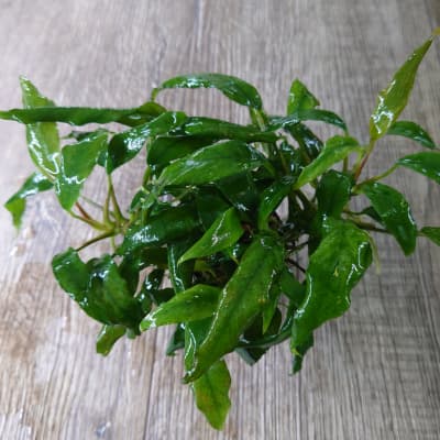 アヌビアス ミニマ