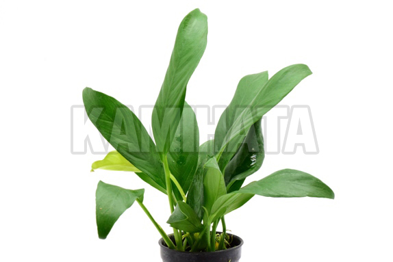 アヌビアス ランケオラータ