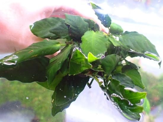 アヌビアス sp. キングコング