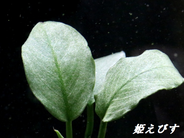 アヌビアス sp. ショート＆シャープ