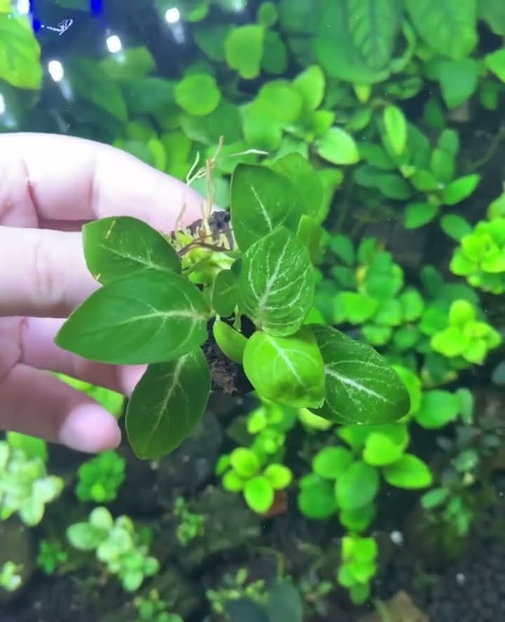 アヌビアス sp. スターダスト ギガンティア