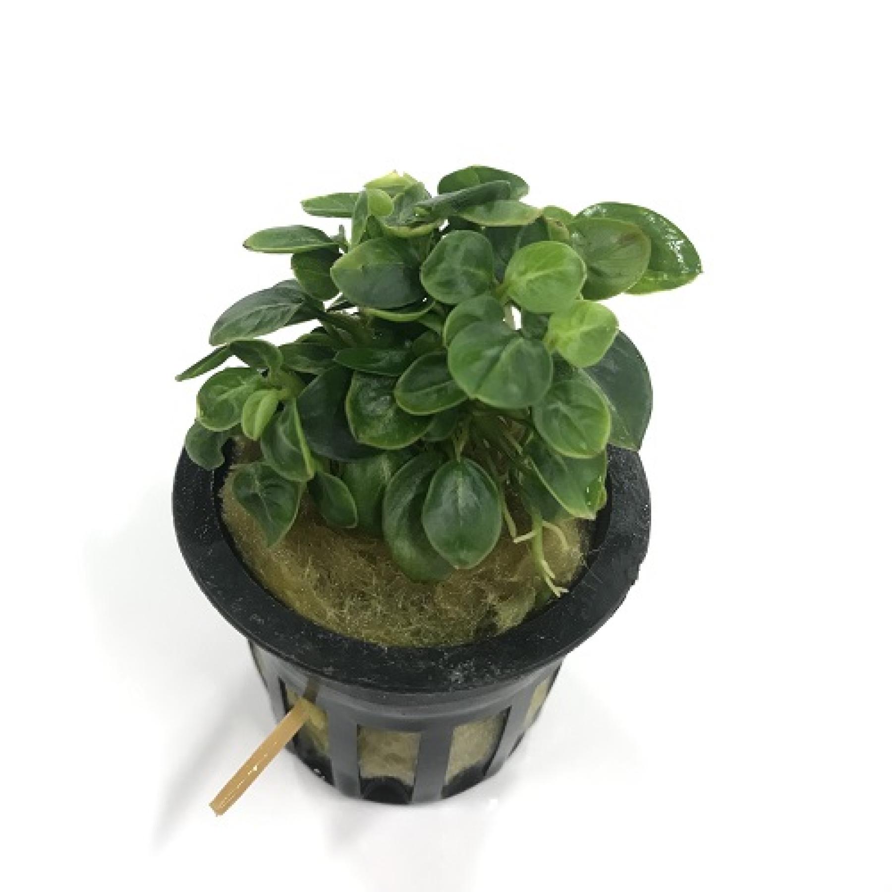 アヌビアス sp. スターダスト ミニ