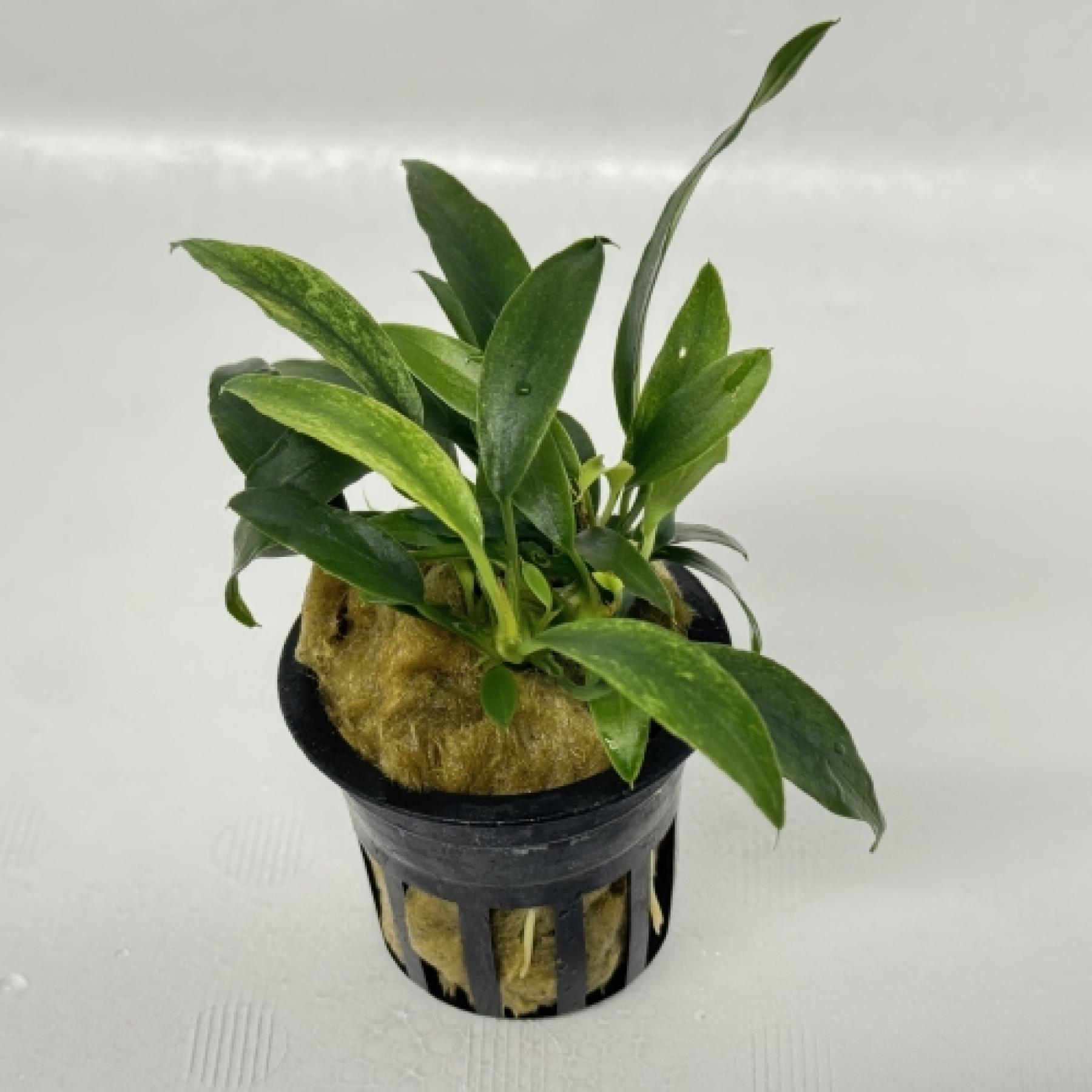 アヌビアス sp. チリ ハラペーニョ