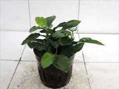 アヌビアス sp. ロングウェイヴィー