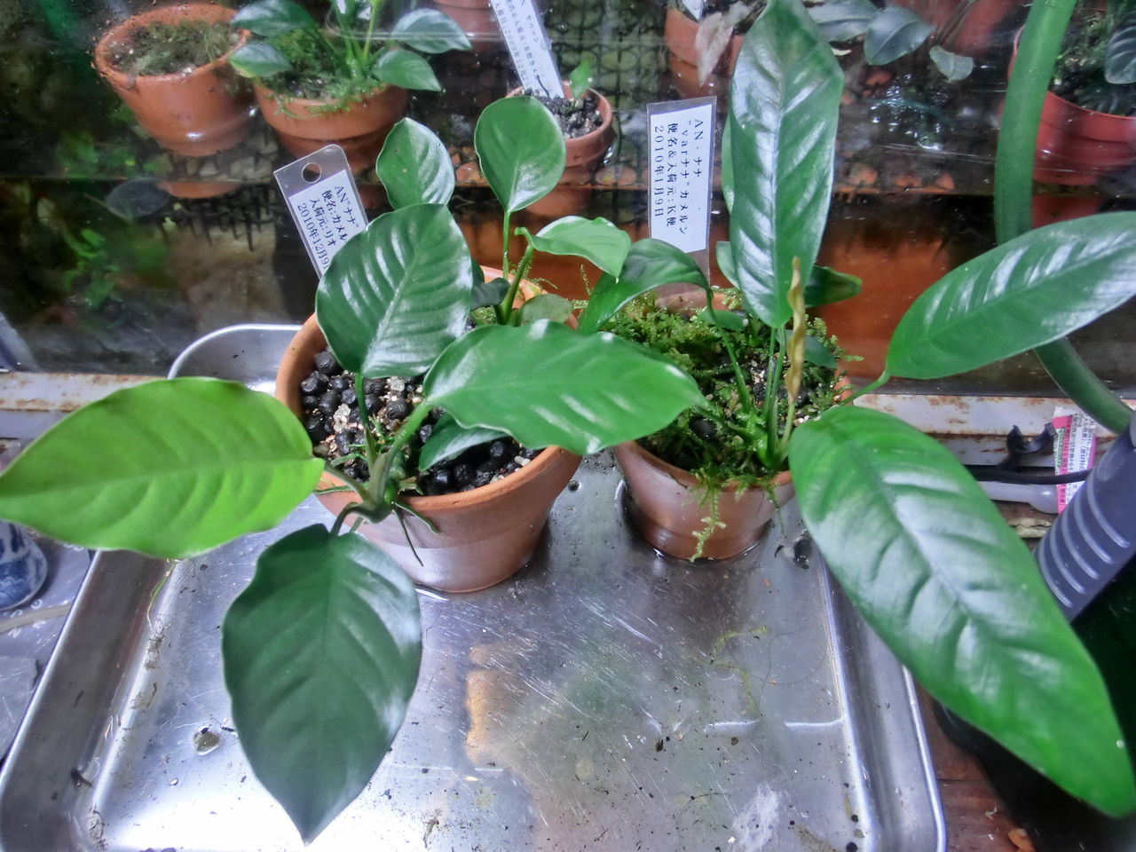 アヌビアスナナ