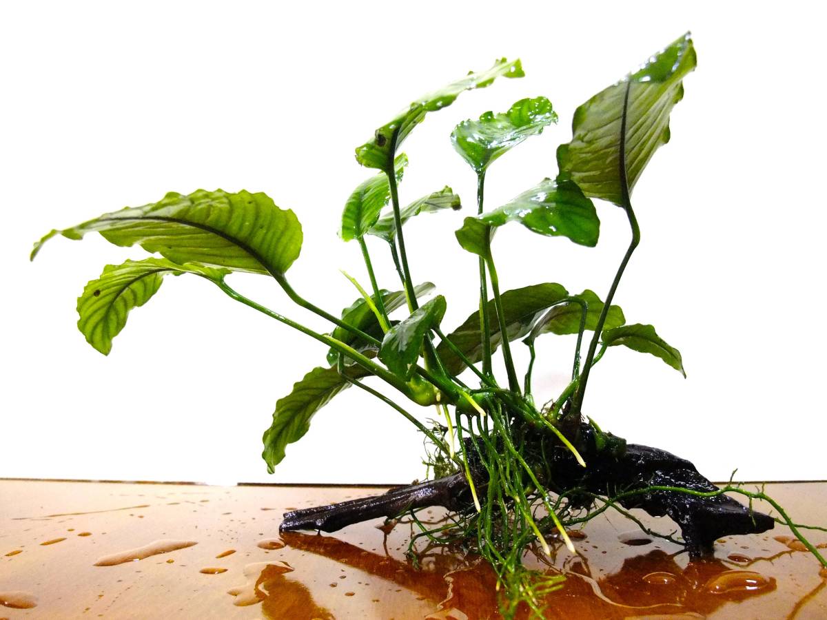 アヌビアスバルテリー