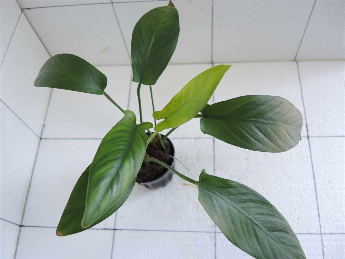 アヌビアス・ハスティフォリア