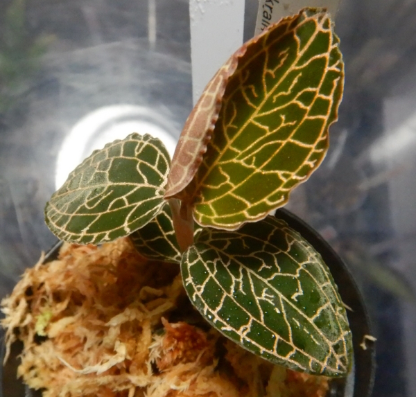 アネクト HYB ロクスバーギー X