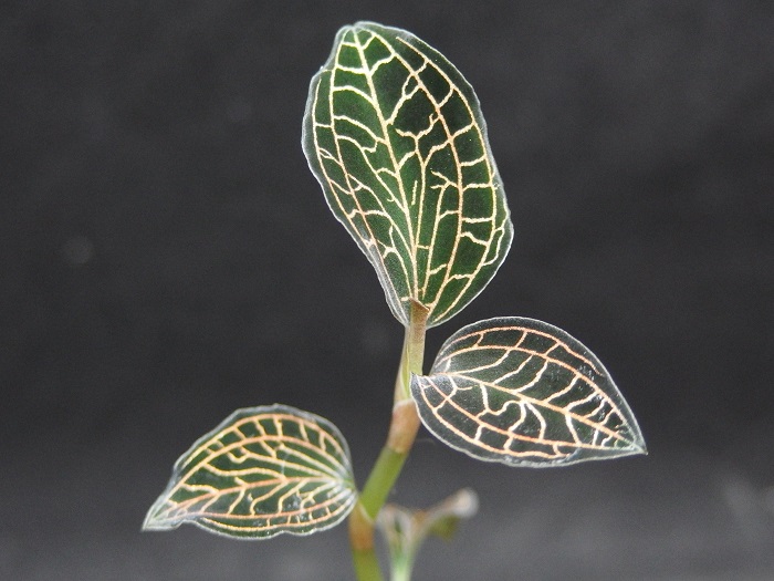 アネクトキルス レインワルディ