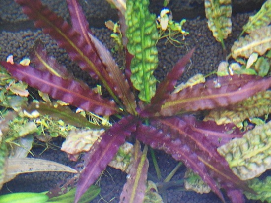 アポノゲトン クリスプス