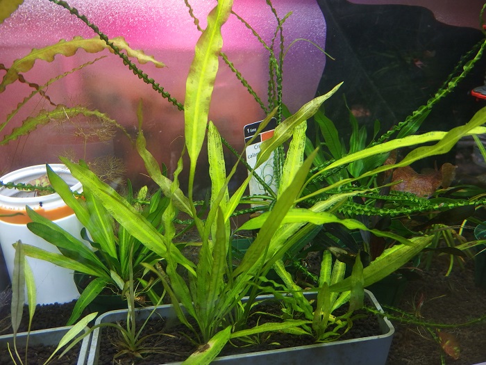 アポノゲトン ナタンス