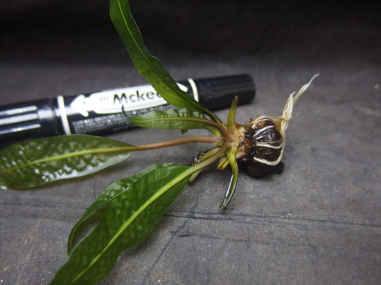 アポノゲトン ヘンケリアヌス