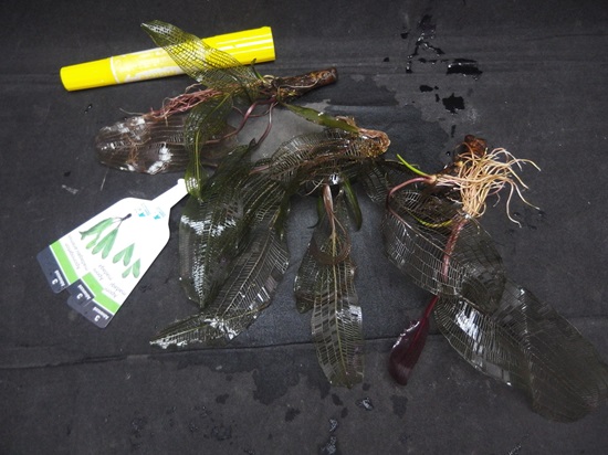 アポノゲトン マダガスカルエンシス AL