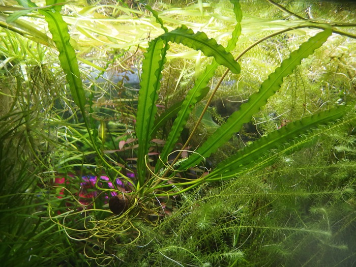 アポノゲトン ロンギプロムロシス