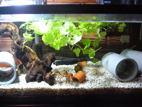 アマゾンチドメ 斑入り