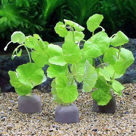 アマゾンチドメグサ