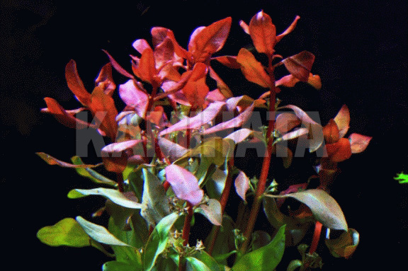 アマニア グラキリス