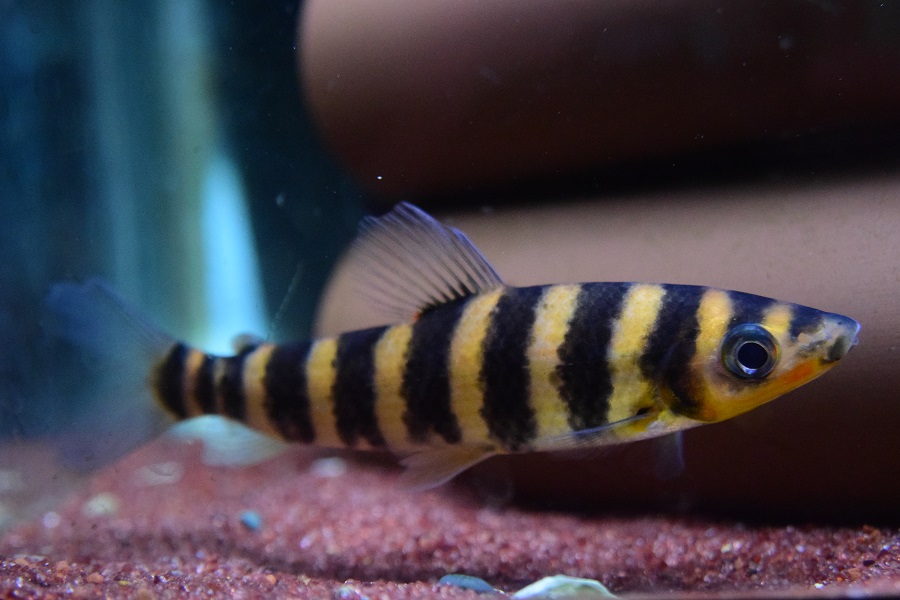 アマニア セネガレンシス