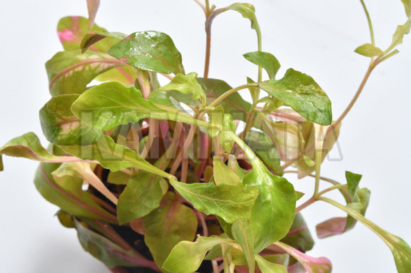 アルターレッド