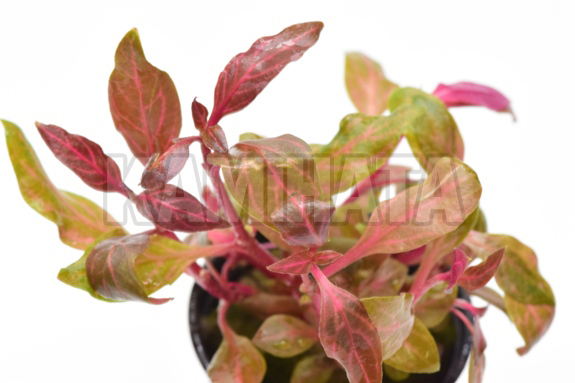 アルテナンテラ レインキー 斑入り