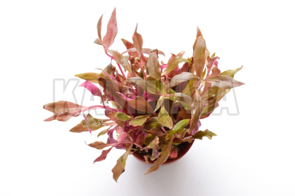 アルテナンテラ レインキー