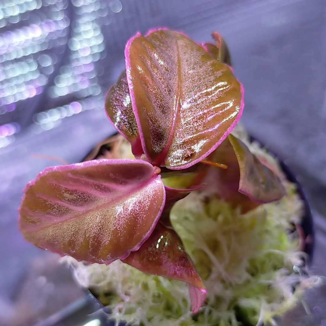 アルディシア sp. ブラックシャープタイプ