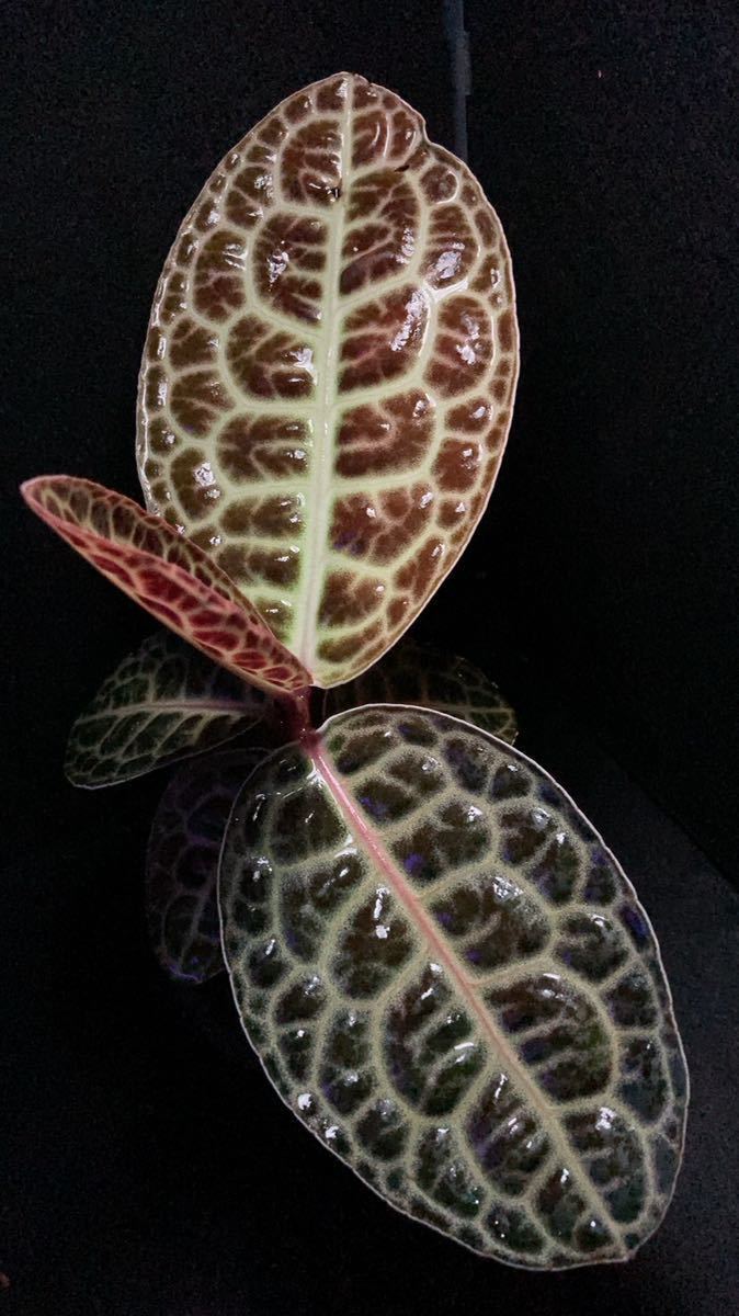 アルディシア sp. 'タートルバック'