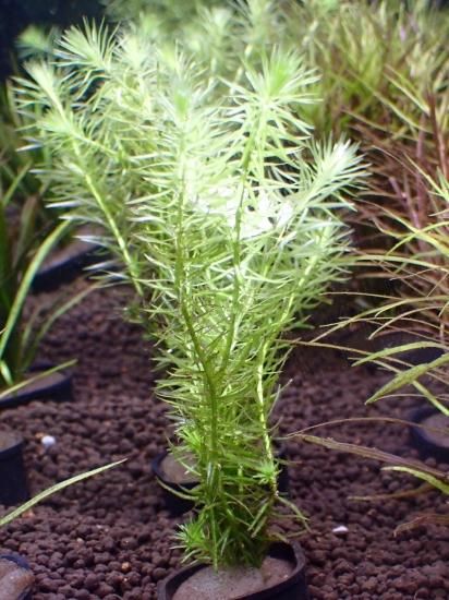 インジカ／マヤカMIX